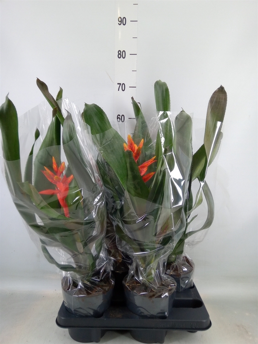 <h4>Aechmea  'Pepita Elegant Flames'</h4>