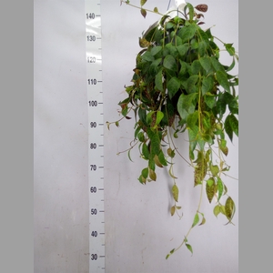Aeschynanthus marmoratus