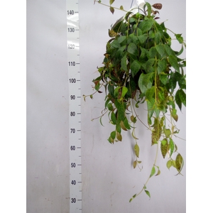 Aeschynanthus marmoratus