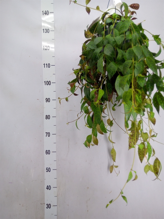 <h4>Aeschynanthus marmoratus</h4>