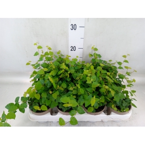 Ficus pumila 'Sunny Green'