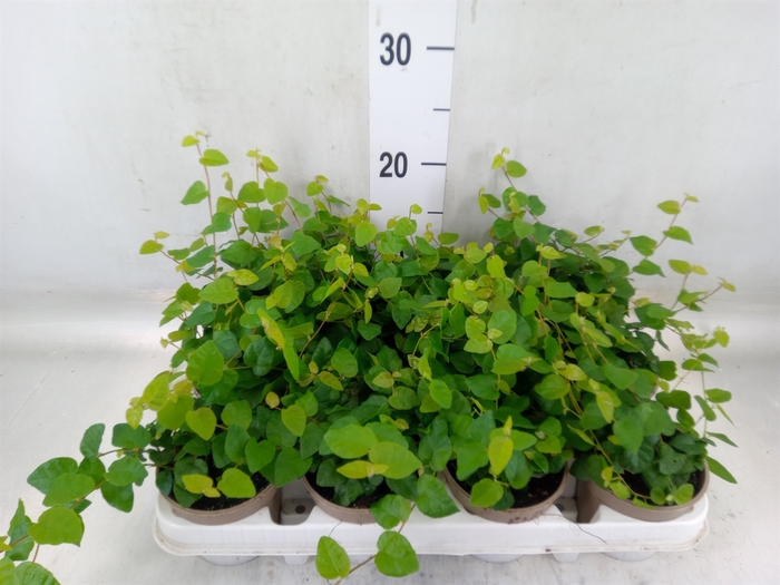<h4>Ficus pumila 'Sunny Green'</h4>