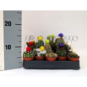 CACTUS GEM