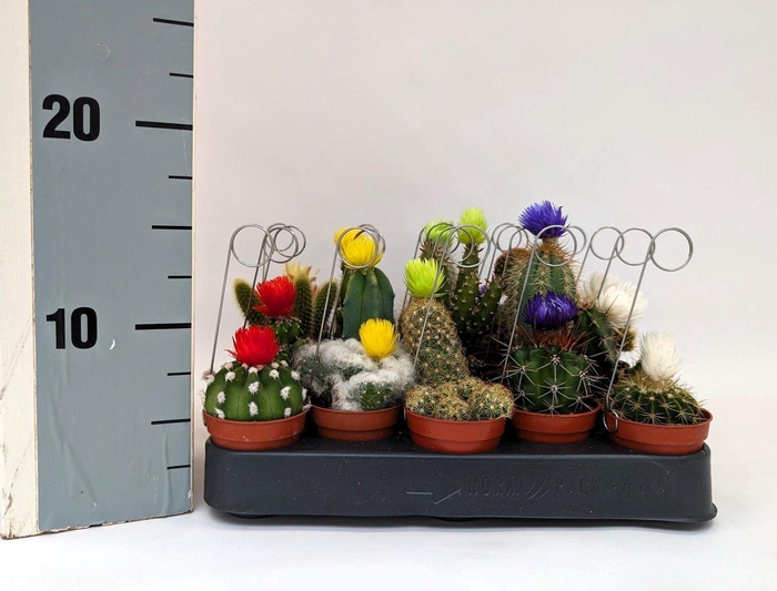 <h4>CACTUS GEM</h4>