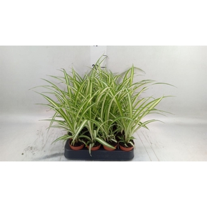 Chlorophytum cos. 'Atlantic'