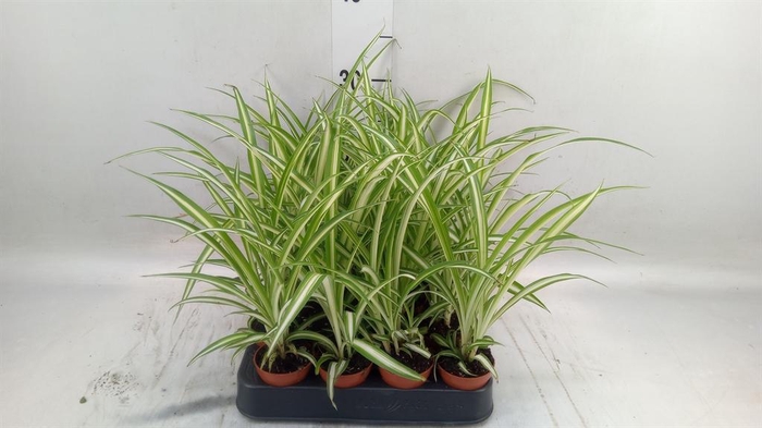 <h4>Chlorophytum cos. 'Atlantic'</h4>