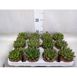 Echeveria agavoides