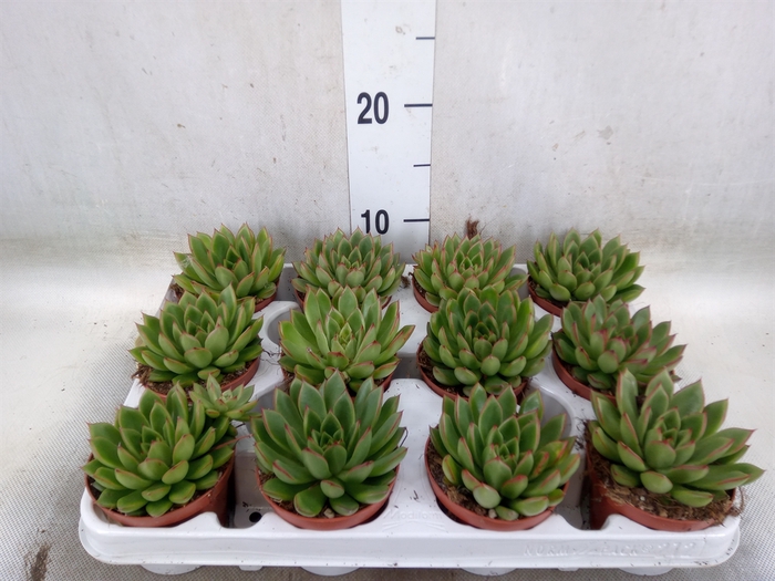 <h4>Echeveria agavoides</h4>