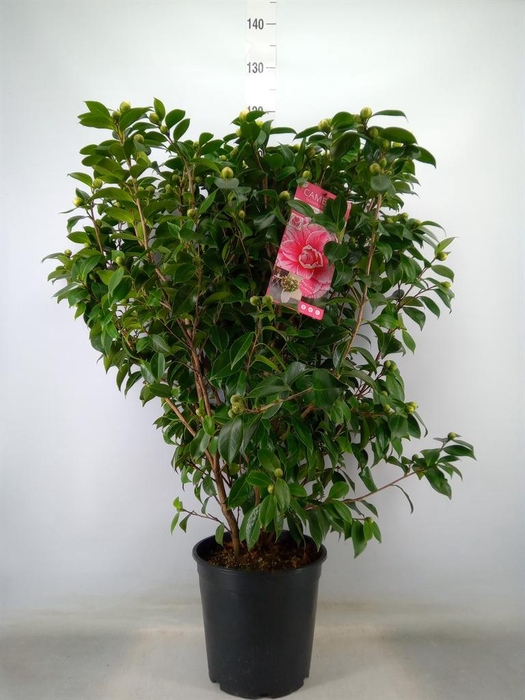 <h4>Camellia japonica</h4>