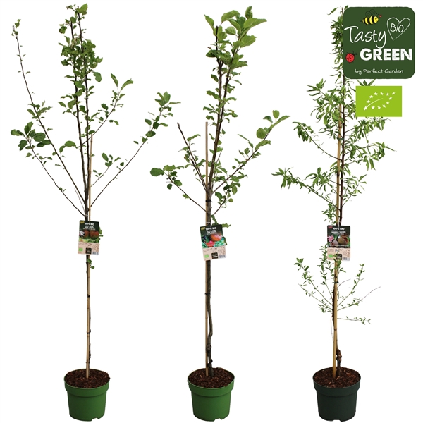 <h4>Bio fruitbomen halfstammen mix CC P27</h4>