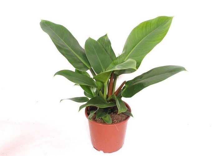 <h4>Philodendron Imperial Green</h4>