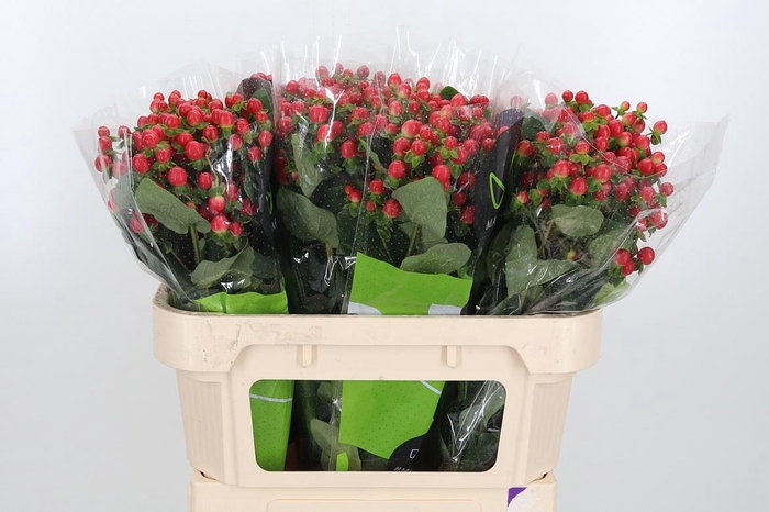 <h4>Hyp Tomato Flair</h4>