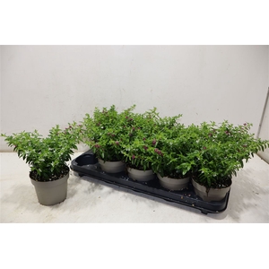 Cuph Hyssopifolia