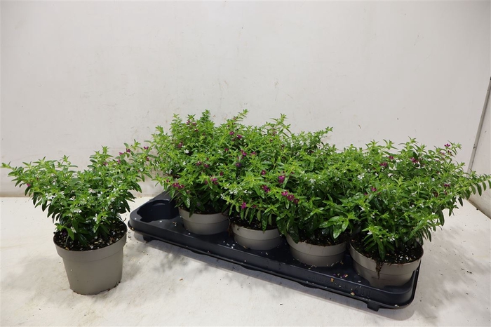 <h4>Cuph Hyssopifolia</h4>