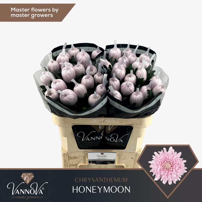 <h4>Chr G Honeymoon</h4>