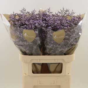 Limonium Safora Lilac | Heavy Quality