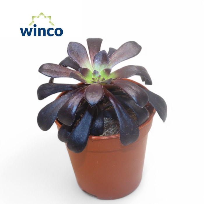 <h4>AEON OV</h4>