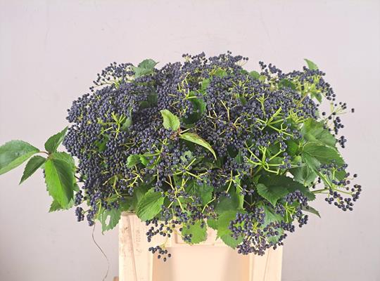 <h4>Viburnum Dark Bl Herman</h4>