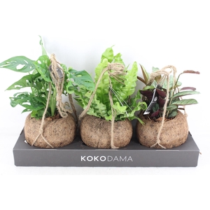 arr3 Kokoplant - Jungle mix x3