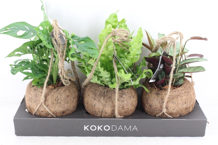 <h4>arr3 Kokoplant - Jungle mix x3</h4>