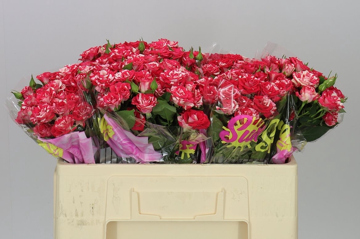 <h4>Rosa Tr Fireworks</h4>