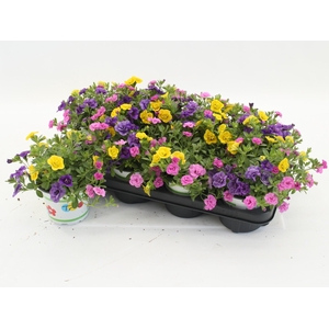 Calibrachoa Trixi Petticoat