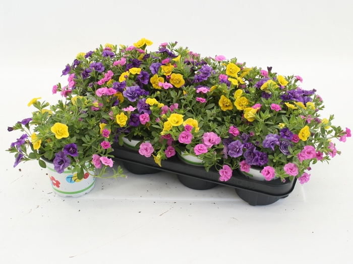 <h4>Calibrachoa Trixi Petticoat</h4>