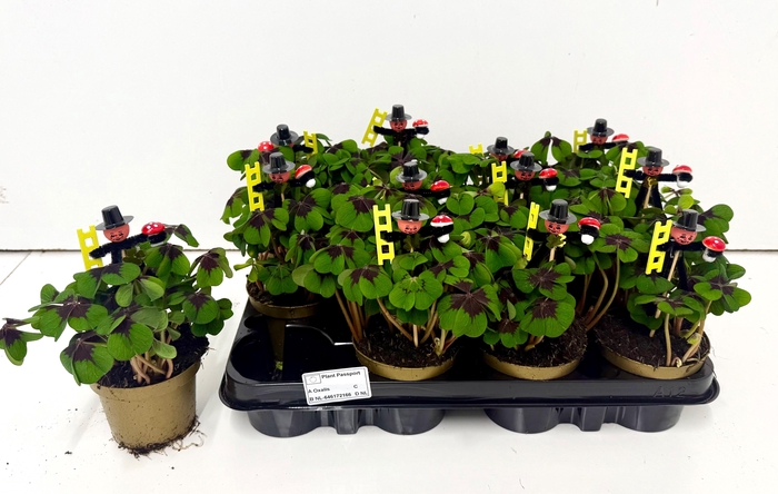 <h4>OXALIS DEPPEI</h4>