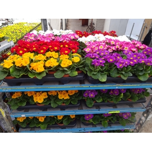 arr8 Prim Ac Mixk 1 Kleur Per Tray