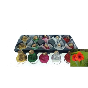 BLOEMBOL HIPPEASTRUM