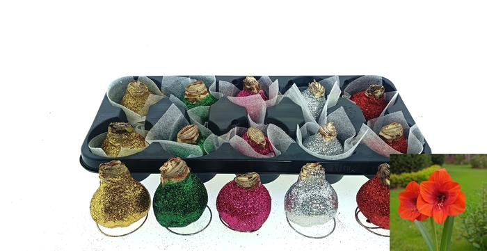 <h4>BLOEMBOL HIPPEASTRUM</h4>