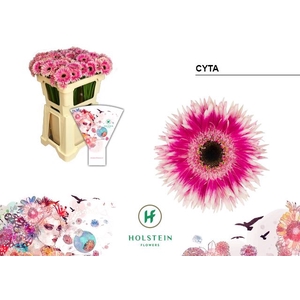 Germini Spider Cyta Water x80