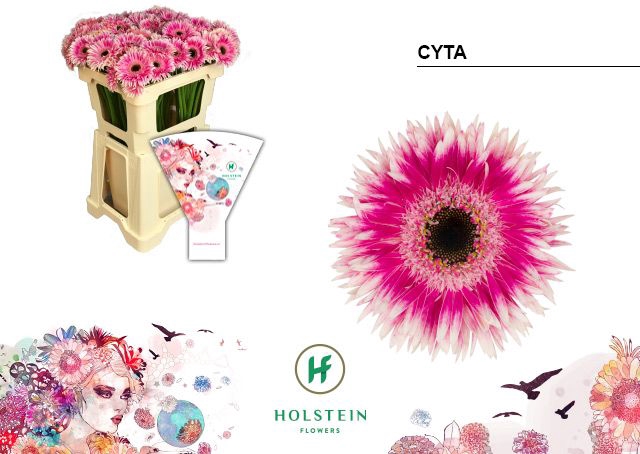 <h4>Germini Spider Cyta Water x40</h4>