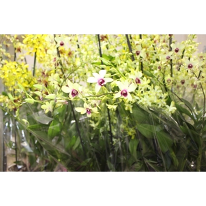 DENPHALAEN P13 3 HT VARIADO