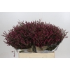 Limonium sinensis Scarlet Diamond