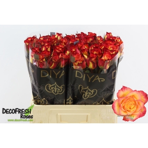 R Gr Summerfield Extra Diya