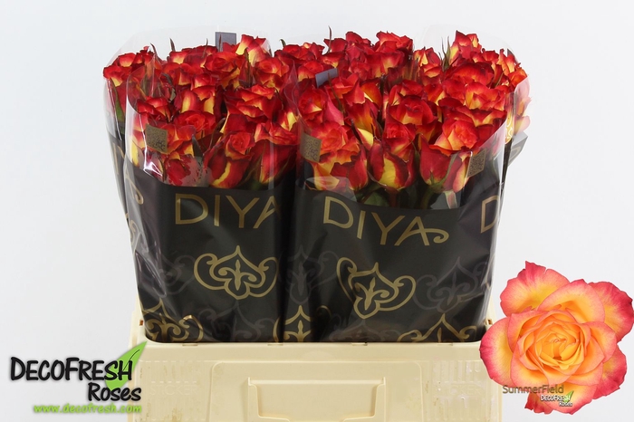 <h4>R Gr Summerfield Extra Diya</h4>