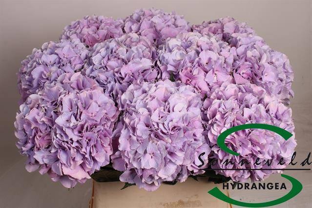<h4>HYDR M ROYAL BENEFIT</h4>