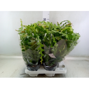 Epiphyllum anguliger