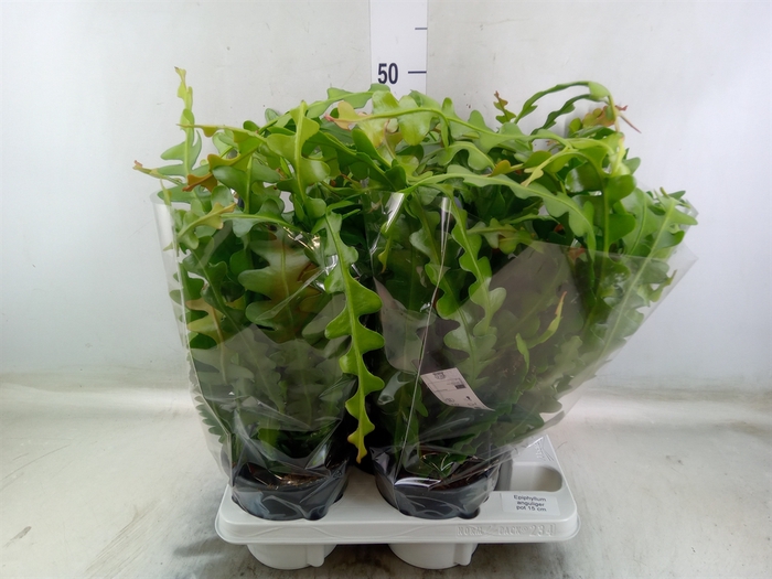 <h4>Epiphyllum anguliger</h4>