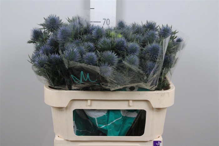 <h4>Eryn Magnetar Qstar</h4>