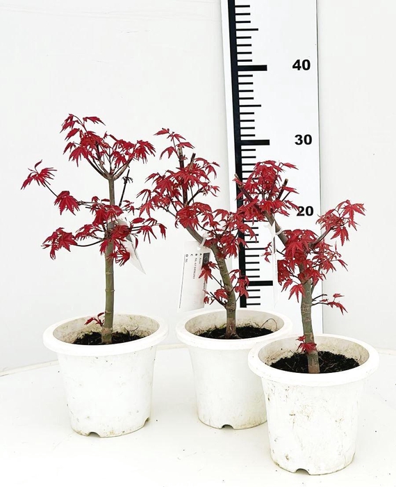 <h4>Acer palmatum "deshojo", pot 12 cm.</h4>