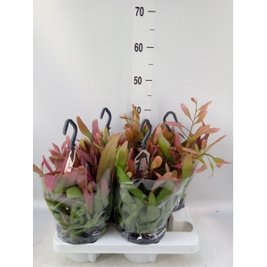 Rhipsalis   ...
