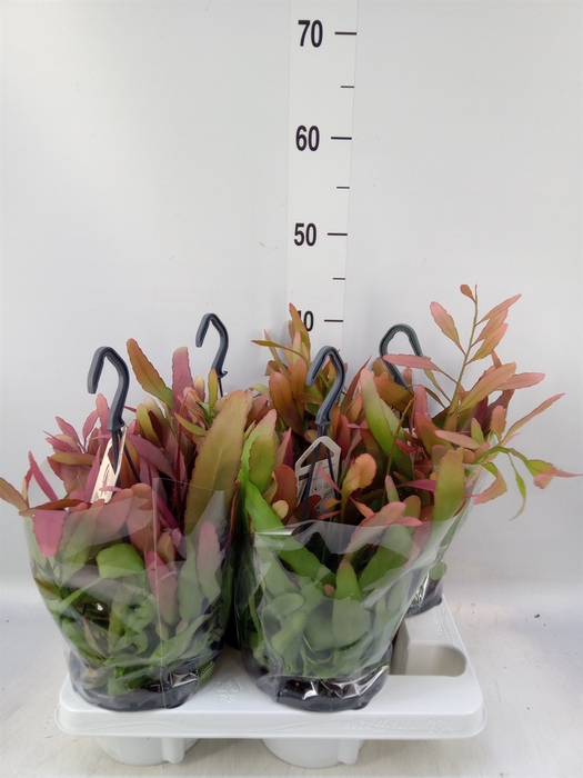 <h4>Rhipsalis   ...</h4>