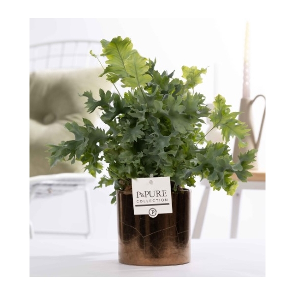 <h4>Phlebodium Davana in P&PURE Juliette ceramics Goldbronze</h4>