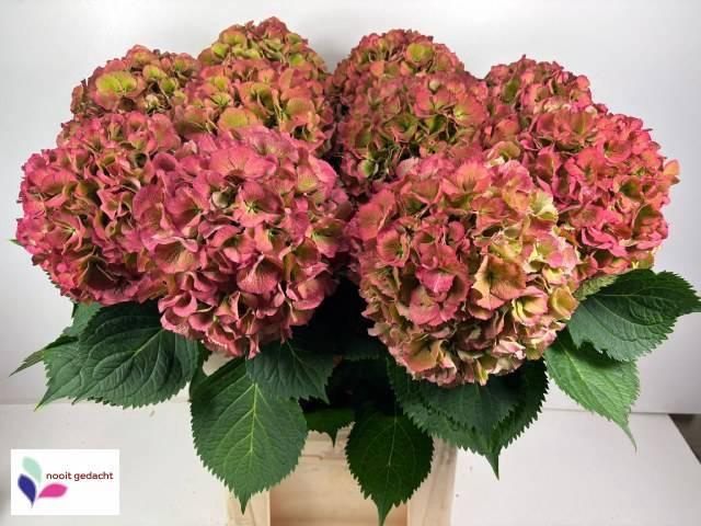 <h4>HYDR M ELBTAL CL</h4>