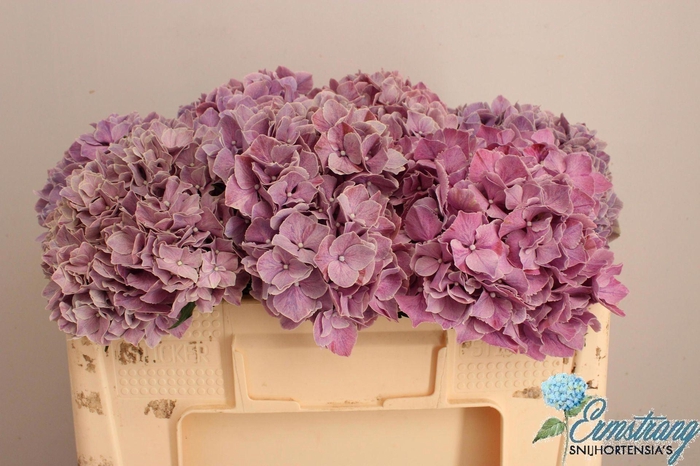 <h4>HORT MAGICAL SWEET RUBY HYDR M MAG</h4>