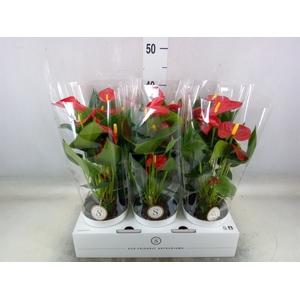 Anthurium andr. 'Red Champion'