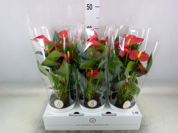 <h4>Anthurium andr. 'Red Champion'</h4>