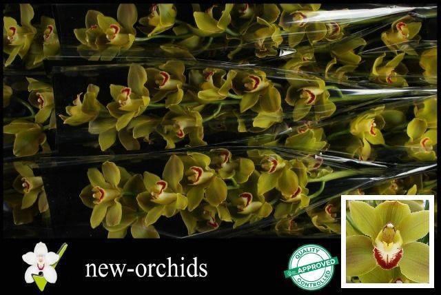 <h4>CYMB T JUNGLE TRAIL</h4>